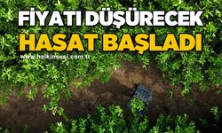Limonda fiyatı düşürecek hasat başladı