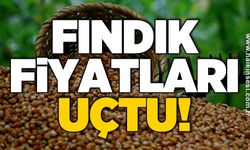 Fındık fiyatları uçtu!