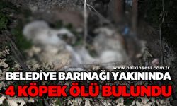 Barınak olayının ardından ormanlık alanda ölü köpekler bulundu