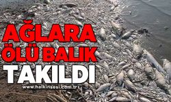 Ağlara ölü balık takıldı