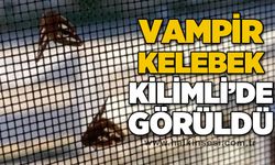 Vampir kelebek Kilimli’de görüldü