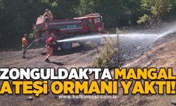 Zonguldak’ta mangal ateşi ormanı yaktı!