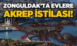 Zonguldak'ta evlere akrep istilası: Gün geçtikçe çoğalıyorlar!