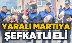 Yaralı martıya şefkat eli