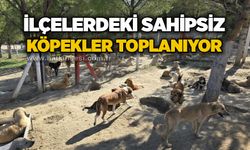 İlçelerdeki sahipsiz köpekler toplanıyor