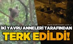 2 yavru anneleri tatafından terk edildi