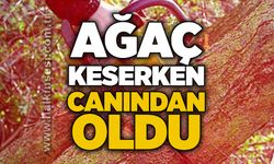 Ağaç keserken canından oldu