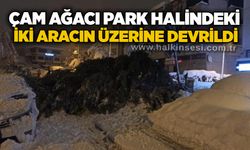 Çam ağacı park halindeki iki aracın üzerine devrildi