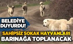 Belediye duyurdu: Sahipsiz sokak hayvanları barınağa toplanacak