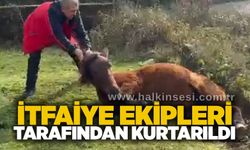 İtfaiye ekipleri tarafından kurtarıldı