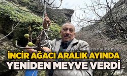 İncir ağacı Aralık ayında yeniden meyve verdi