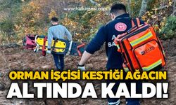 Orman işçisi kestiği ağacın altında kaldı!