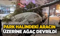 Park halindeki aracın üzerine ağaç devrildi