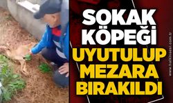 Zonguldak’ta sokak köpeği uyutulup mezara bırakıldı