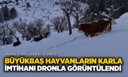 Büyükbaş hayvanların karla imtihanı dronla görüntülendi