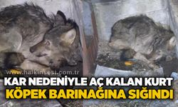 Kar nedeniyle aç kalan kurt, köpek barınağına sığındı