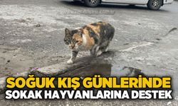 Soğuk kış günlerinde sokak hayvanlarına destek