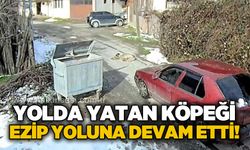 Yolda yatan köpeği ezip, yoluna devam etti