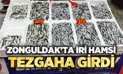 Zonguldak'ta iri hamsi tezgaha girdi