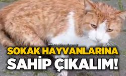 Sokak hayvanlarına sahip çıkalım