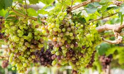 Aşılı Narince Üzüm Fidanı: Anadolu’nun Saf Tadını Bahçenize Taşıyın