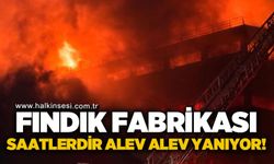 Fındık fabrikasında büyük yangın: Alev alev yanıyor
