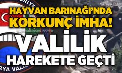 Hayvan Barınağı'nda korkunç imha: Valilik harekete geçti!