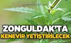 Zonguldak'ta kenevir üretilecek