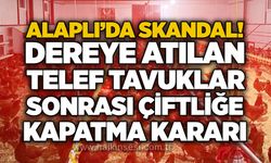 Alaplı’da skandal! Dereye atılan telef tavuklar sonrası çiftliğe kapatma kararı
