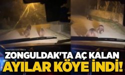 Zonguldak'ta aç kalan ayılar köye indi!