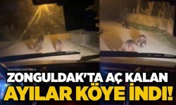 Zonguldak'ta aç kalan ayılar köye indi!