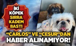 “Carlos” ve “Cesur”dan haber alınamıyor: İki köpek sırra kadem bastı!