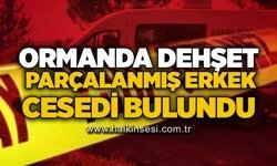 Ormanda dehşet: Parçalanmış erkek cesedi bulundu