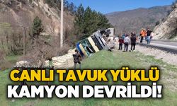 Virajı alamayan tavuk yüklü kamyon devrildi: Onlarca hayvan telef oldu