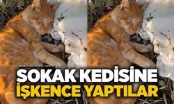 Sokak kedisine işkence yaptılar