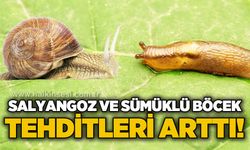 Tarım Müdürlüğü’nden çiftçilere uyarı: Salyangoz ve sümüklü böcek tehlikesi arttı