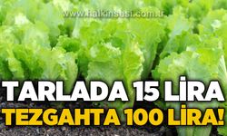 Marulda fiyat uçurumu: Tarlada 15 TL, tezgahta 100 TL