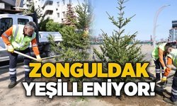 Zonguldak yeşilleniyor: Batı Ladini toprakla buluştu