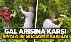 Gal arısına karşı biyolojik mücadele başladı