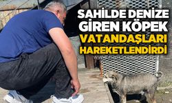 Sahilde denize giren köpek vatandaşları hareketlendirdi