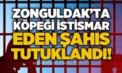 Zonguldak'ta sokak köpeğini istismar eden şahıs tutuklandı