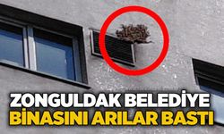 Zonguldak Belediye binanın arılar bastı