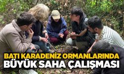 Batı Karadeniz ormanlarında büyük saha çalışması