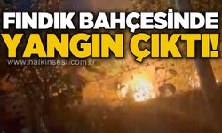 Fındık bahçelerinde peş peşe yangın!