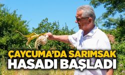 Çaycuma’da sarımsak hasadı başladı