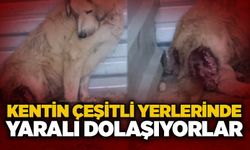 Kentin çeşitli yerlerinde yaralı dolaşıyorlar