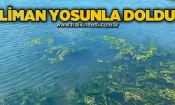 Liman yosunla doldu!