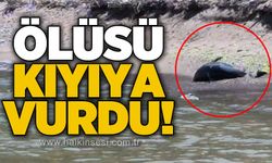 Ölüsü kıyıya vurdu!