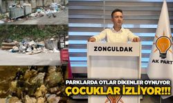 Parklarda otlar dikenler oynuyor, çocuklar izliyor!!!