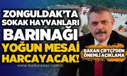 Zonguldak'ta sokak hayvanları barınağı yoğun mesai harcayacak: